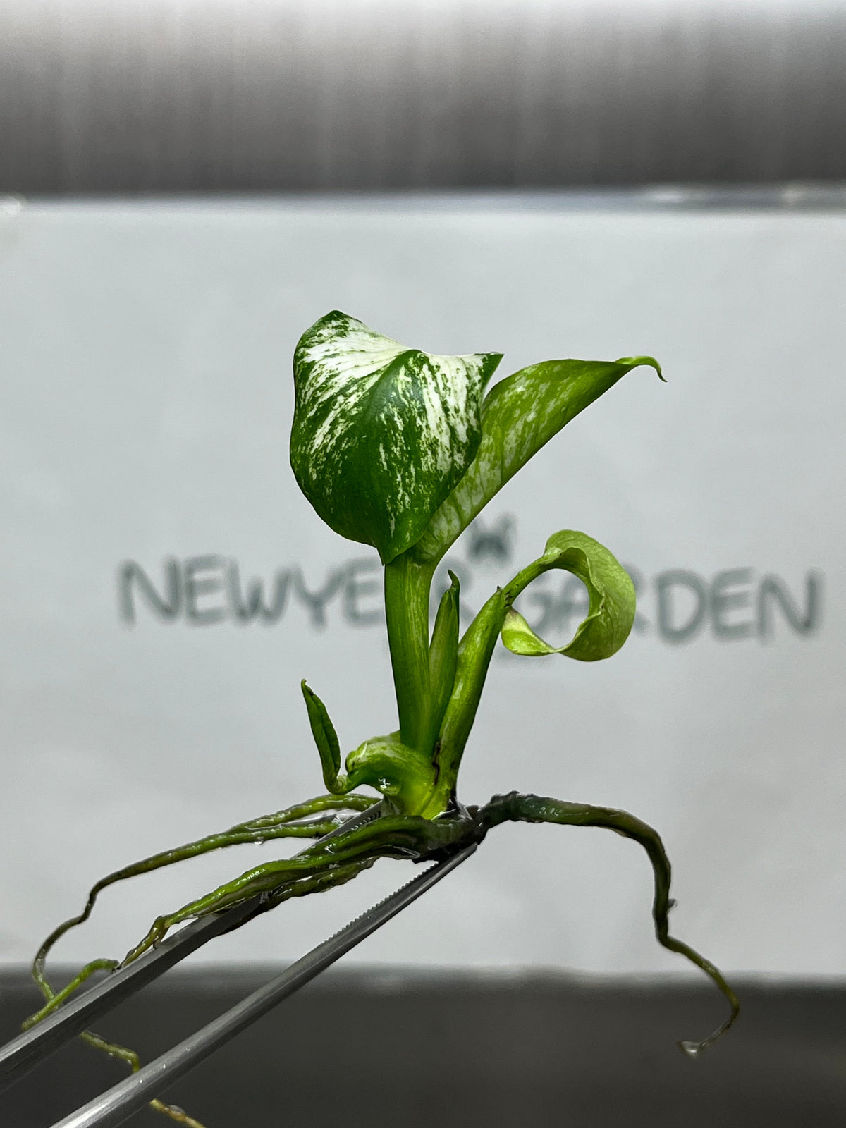 Monstera Devil Monster Variegated Tissue Culture (1 plant/bag)
