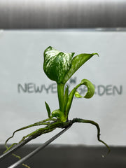 Monstera Devil Monster Variegated Tissue Culture (1 plant/bag)