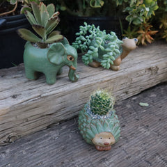 Ceramic animal planters shaped like a green elephant, turtle, and hedgehog hold succulents and a cactus on rustic wooden planks.