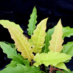 Golden Saw philodendron with broad pale yellow leaves and scalloped edges against dark background