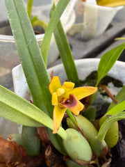 (Paph. Peony 'Regency' x Magic Mood 'Allan Napper') x Barbi Playmate orchid