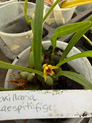 (Paph. Peony 'Regency' x Magic Mood 'Allan Napper') x Barbi Playmate orchid