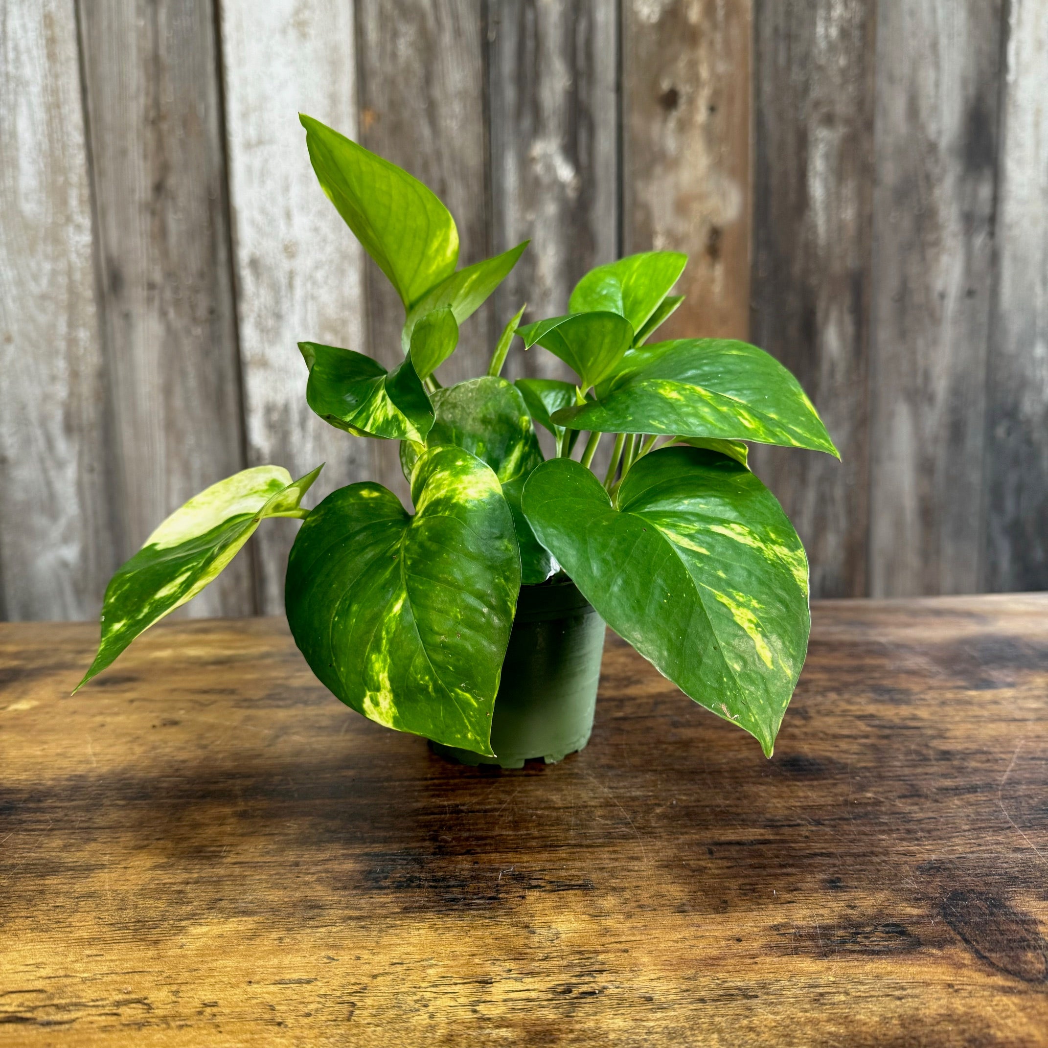 Golden Pothos plant in black pot with variegated green and yellow heart-shaped leaves