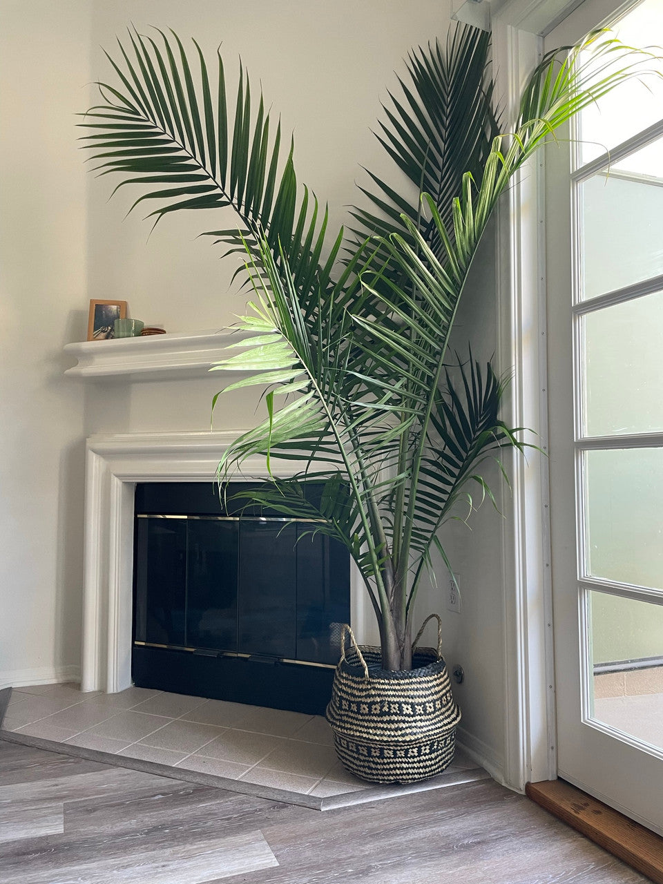Majesty Palm