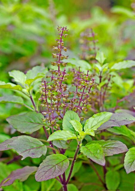 Basil-Holy Red Basil (Krishna Tulasi)