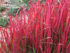 Imperata cylindrica 'Rubra'