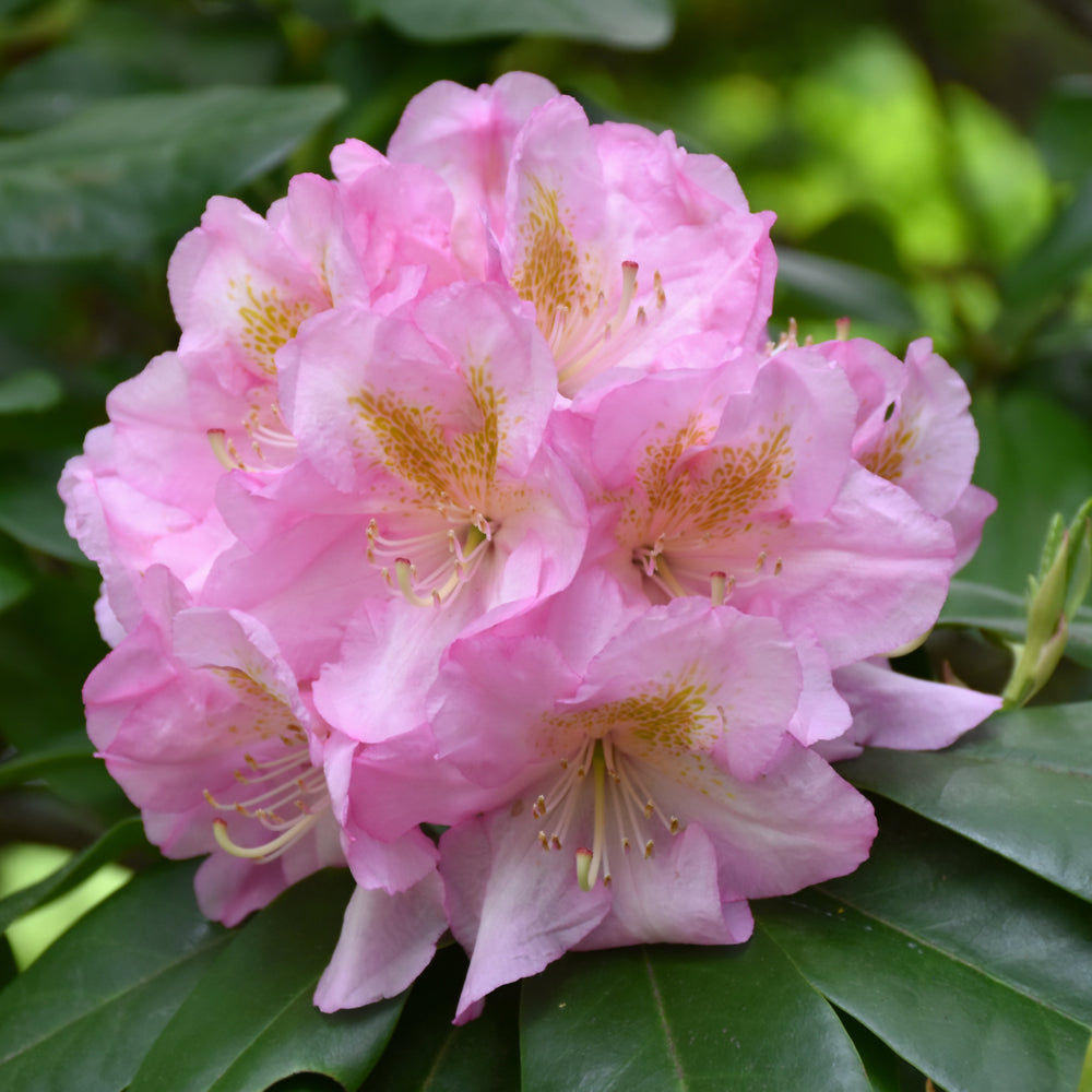 Rhododendron 'Scintillation'