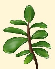 An illustration of a jade plant, featuring a brown stem and glossy, rounded green leaves. The background is a soft cream color, conveying a calm tone.