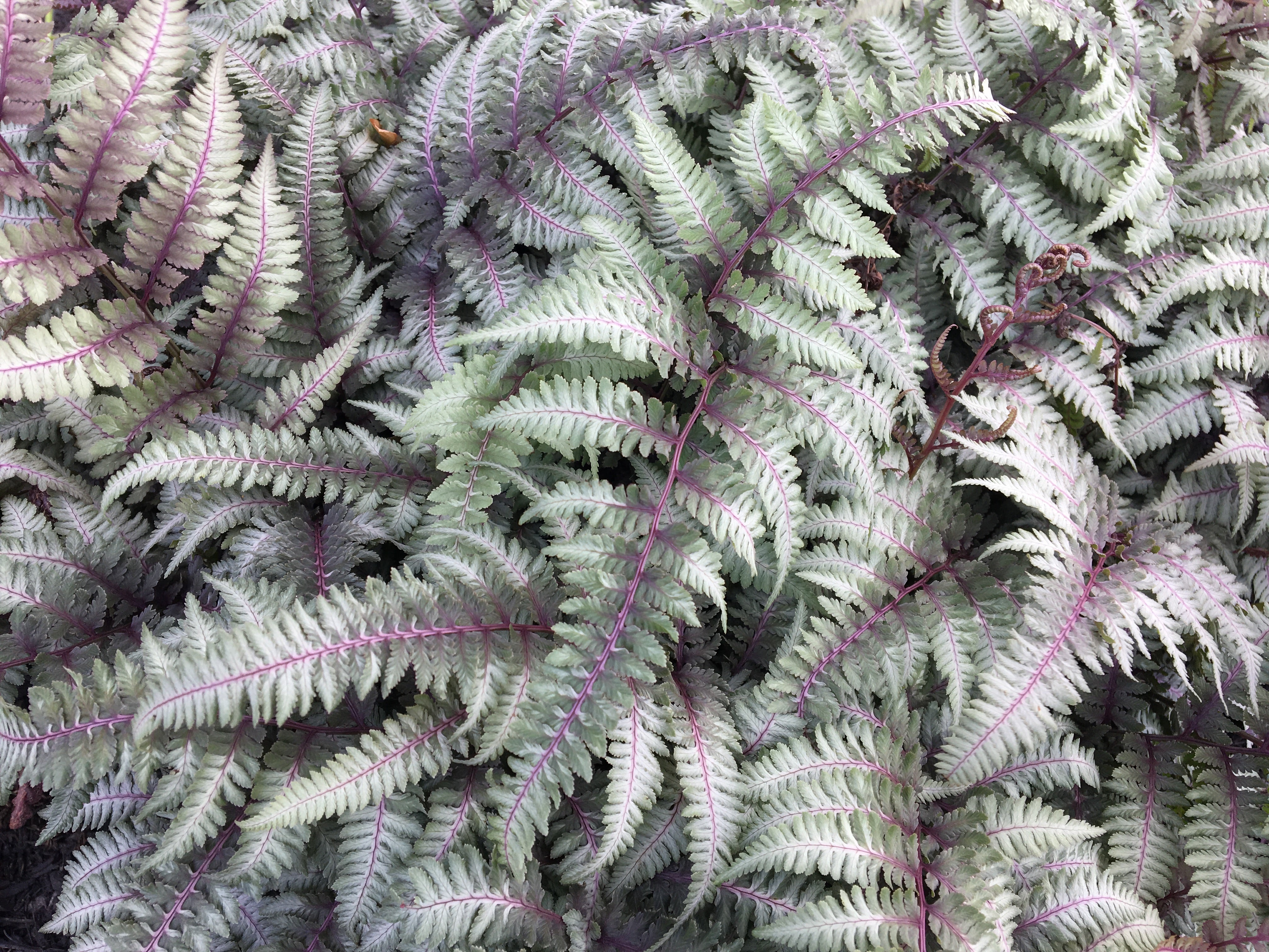 Japanese Painted Fern, Athyrium niponicum - silver-gray / green hues, with touches of burgundy / purple fronds