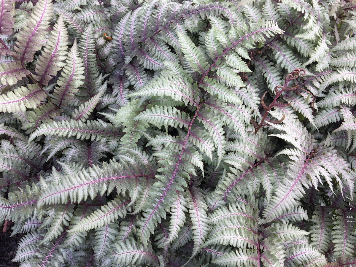 Japanese Painted Fern, Athyrium niponicum - silver-gray / green hues, with touches of burgundy / purple fronds
