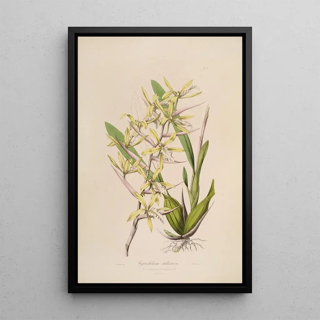 John Lindley - Sertum orchidaceum A wreath of the most beautiful orchidaceous flowers Pl07.webp