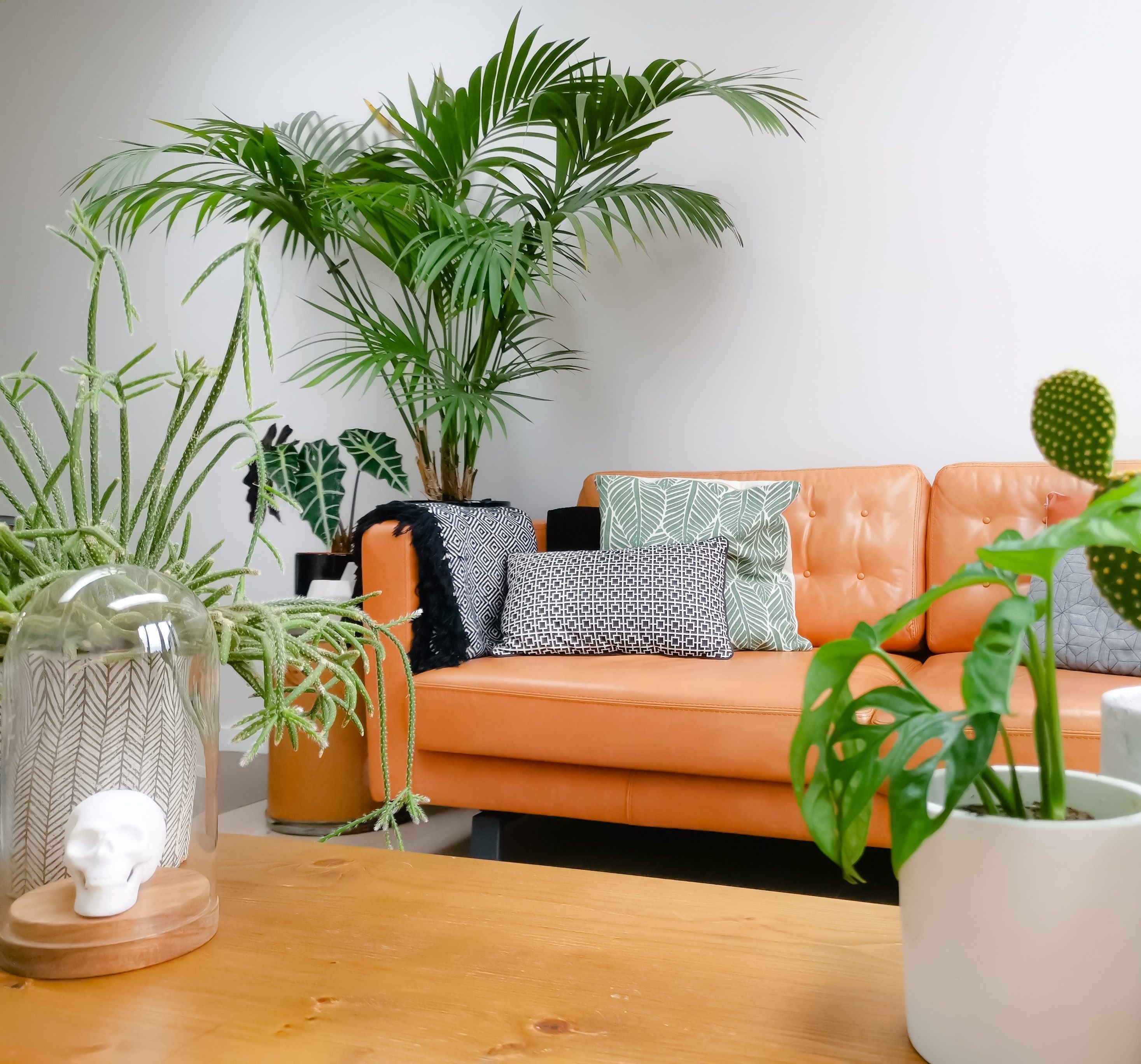 Kentia Palm Double, Howea Forsteriana situated behind a vibrant orange leather tufted sofa in a bright, contemporary living room, featuring its characteristic elegant, clustering upright habit and lush, dark green feathery fronds, beautifully complemented by a wooden coffee table and eclectic decor in the foreground, ideal for creating a sophisticated and relaxing tropical haven in your home interior.