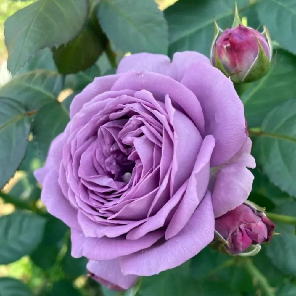 Kinda Blue Rose Plant