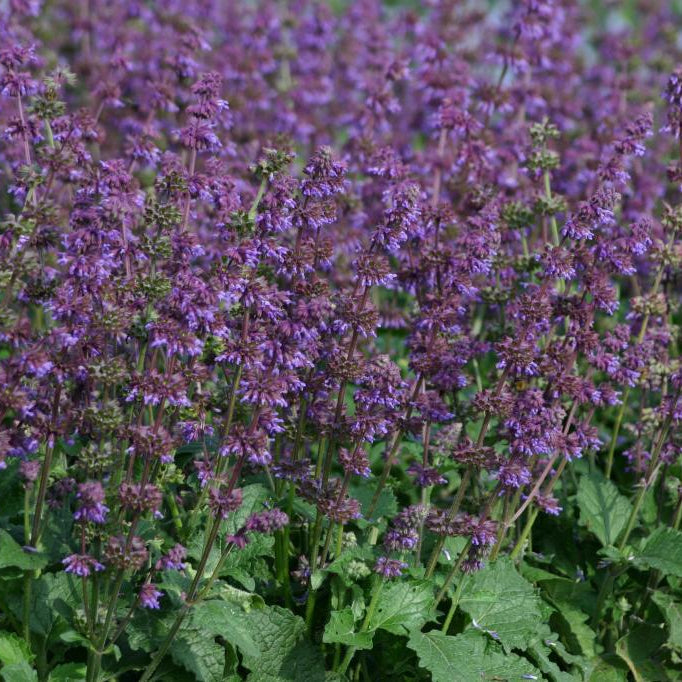 Krans-salvie - frø m/såpotter