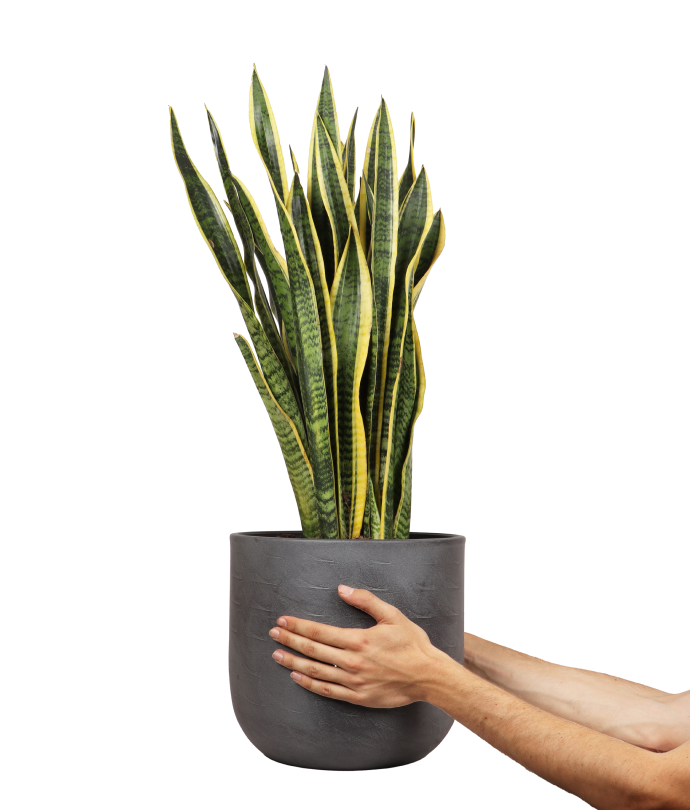 Sansevieria laurentii (Bogenhanf) (L)