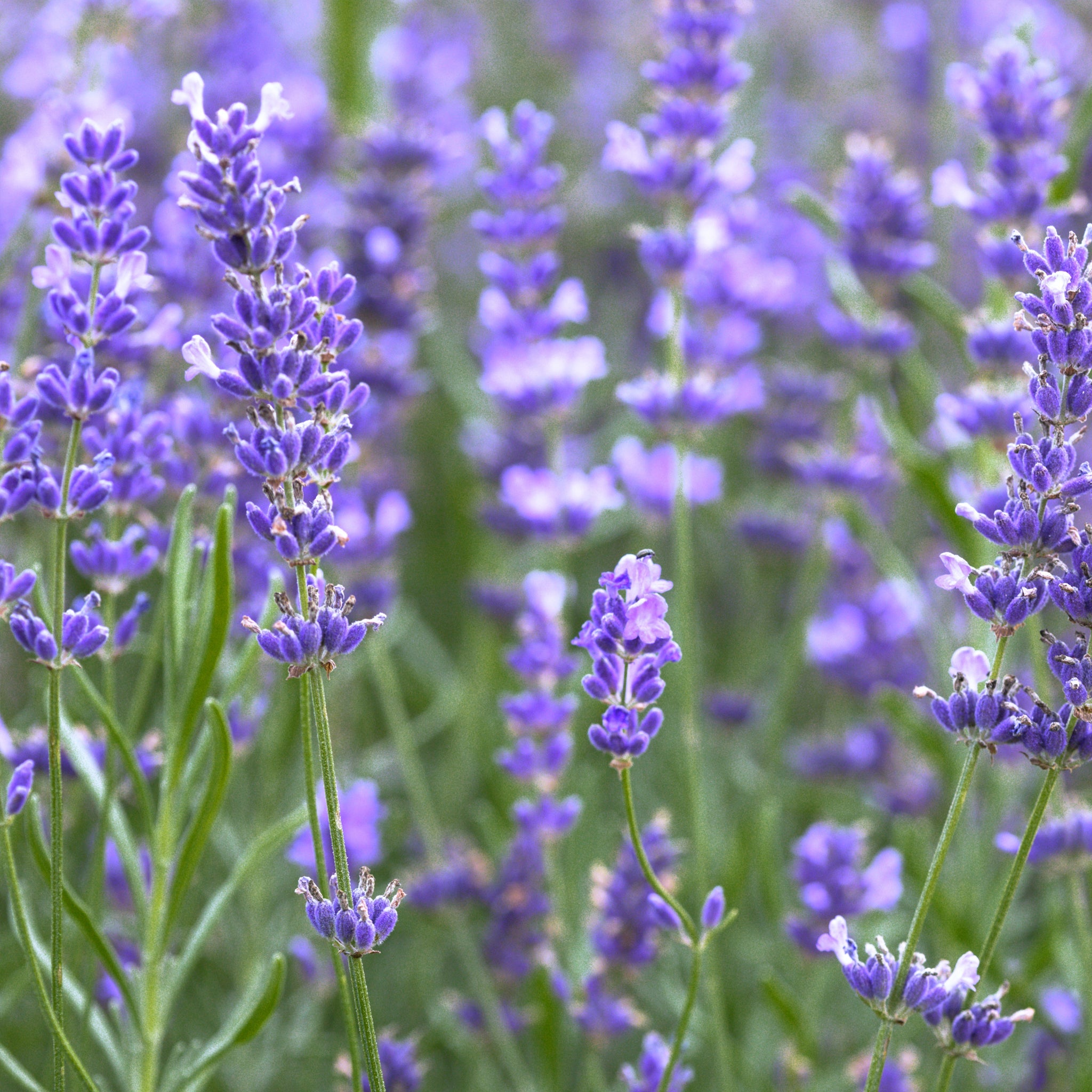 Lavender, Organic (Lavandula angustifolia) Greece