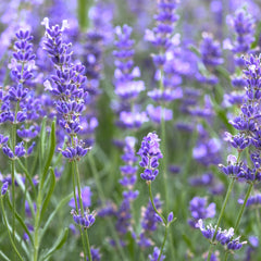 Lavender, Organic (Lavandula angustifolia) Greece