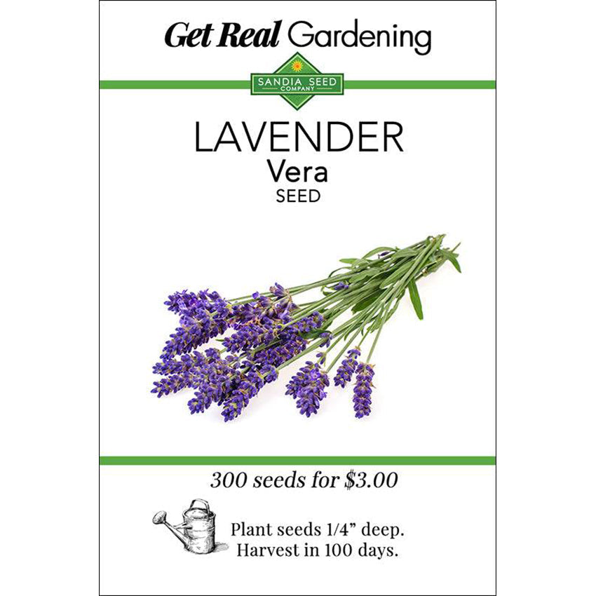 Lavender Vera Seeds - English Heirloom - Cold-Hardy, Fragrant Blooms - ON SALE