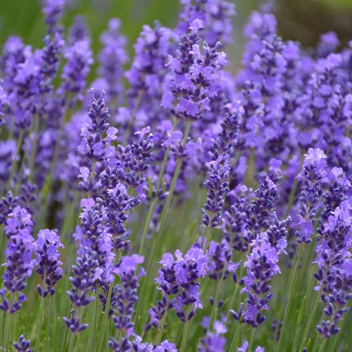 A close-up of Pick-Up & Local Delivery Only Lavender - Hidcote (1 gallon) features fragrant purple flowers and green stems against a blurred natural background. This drought-tolerant plant adds vibrant color to any garden.