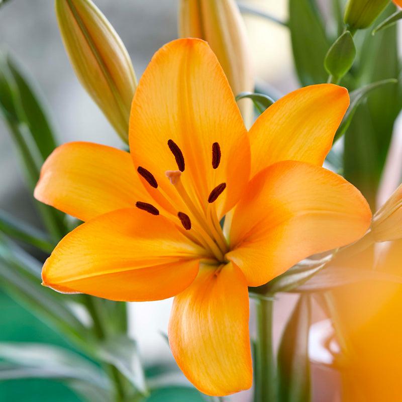 Lilium Asiatic Mandarin Star (Pack of 2) Grow Organic