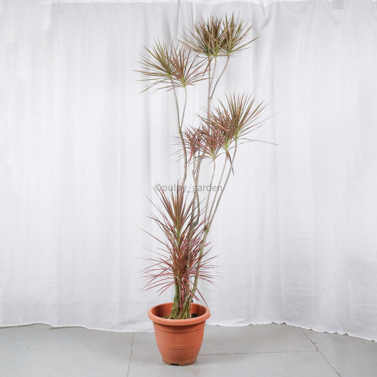 Large Dracaena Marginata Tricolor (203cm) in Nursery Grow Pot