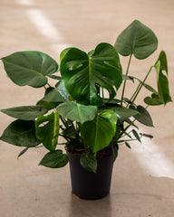 Monstera deliciosa - Large Form Busch (Topfgröße 24)