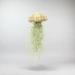 Jellyfish Air Plant | Tillandsia Jellyfish