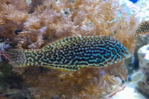Macropharyngodon Ornatus