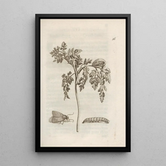 Maria Sibylla Merian - Der Raupen wunderbare Verwandelung und sonderbare BlumenNahrung Pl017.webp