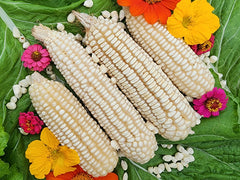 RARE White Mayan Maize Corn Seeds