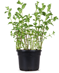 Minze (Mentha spicata)