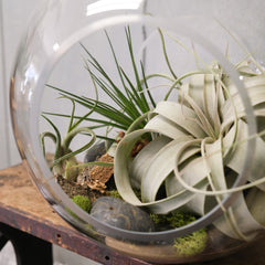 Air Plant Sphere