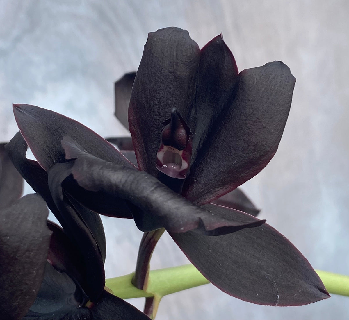 Monnierara Millennium Magic 'Witchcraft' AM/AOS - Black Orchid