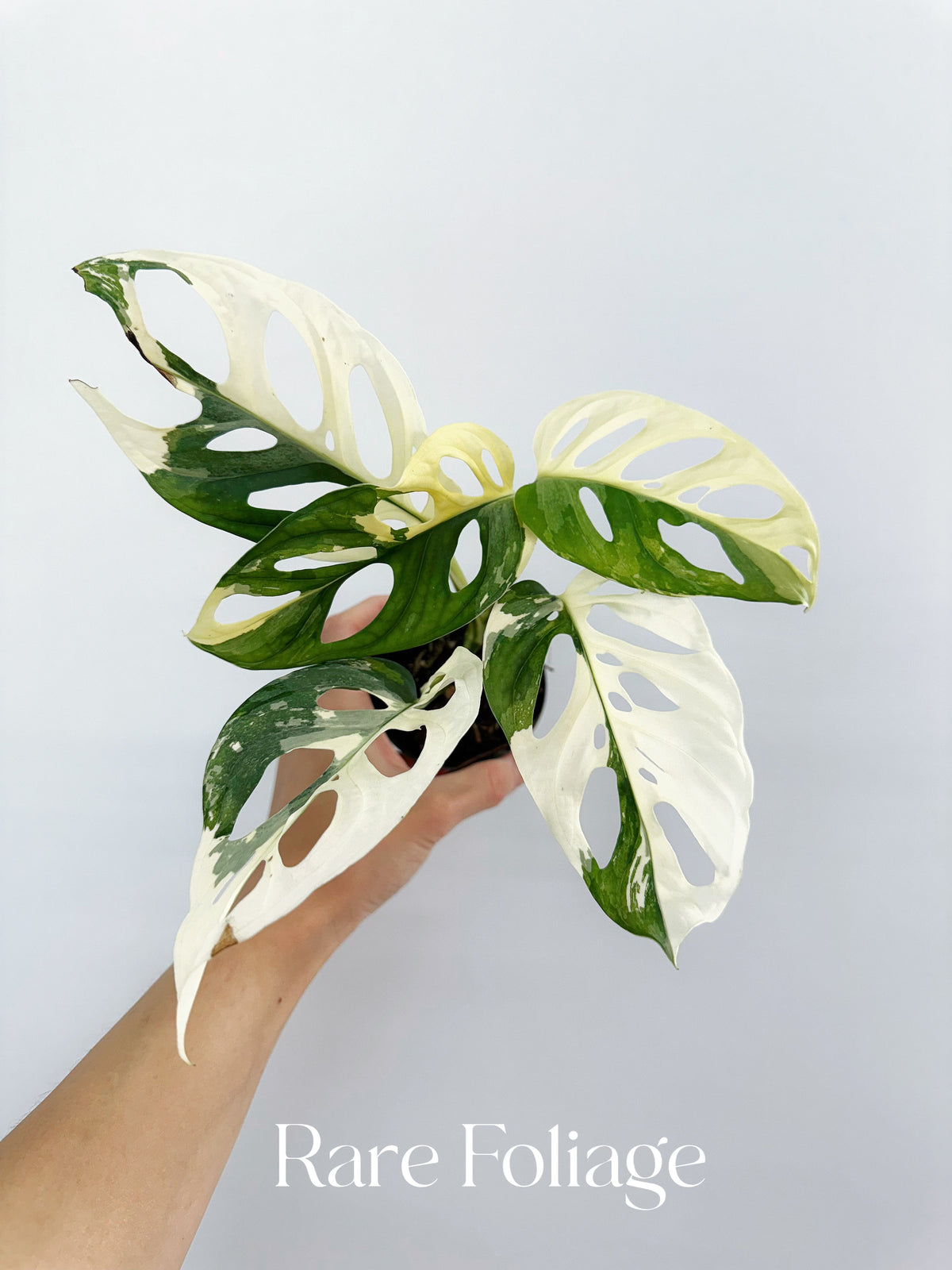 Monstera Adansonii Albo 4”