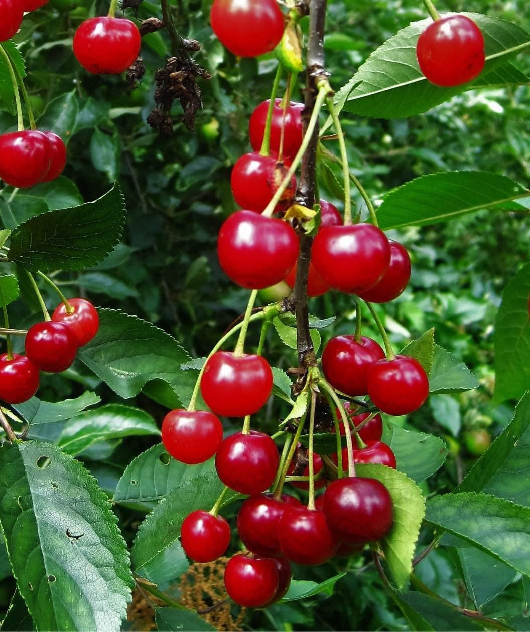 Montmorency Sour Cherry closeup of bright red cherries hanging amongst dark green leaves Sour Cherry red fruit