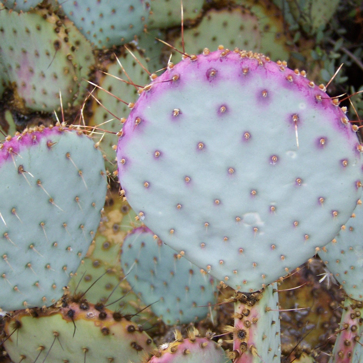 Top down view of Opuntia violacea (Purple Prickly Pear), showing the wide, flat pads with purple and gray-green coloration. The pads are arranged in a circular pattern, with numerous brown to black glochids visible. The long spines protrude from the pads, and the overall shape of the plant appears compact and dense. The view emphasizes the plant's texture and the distinct variation in color across the pads.