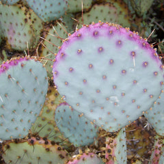 Top down view of Opuntia violacea (Purple Prickly Pear), showing the wide, flat pads with purple and gray-green coloration. The pads are arranged in a circular pattern, with numerous brown to black glochids visible. The long spines protrude from the pads, and the overall shape of the plant appears compact and dense. The view emphasizes the plant's texture and the distinct variation in color across the pads.