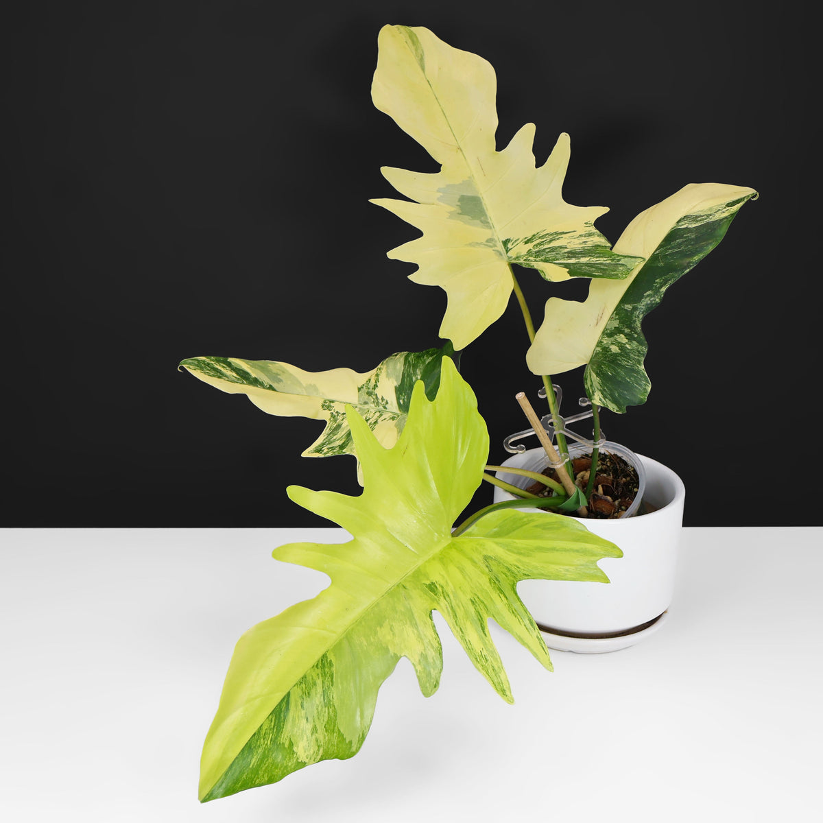 Philodendron Florida Beauty x Mayoi "Kitina"