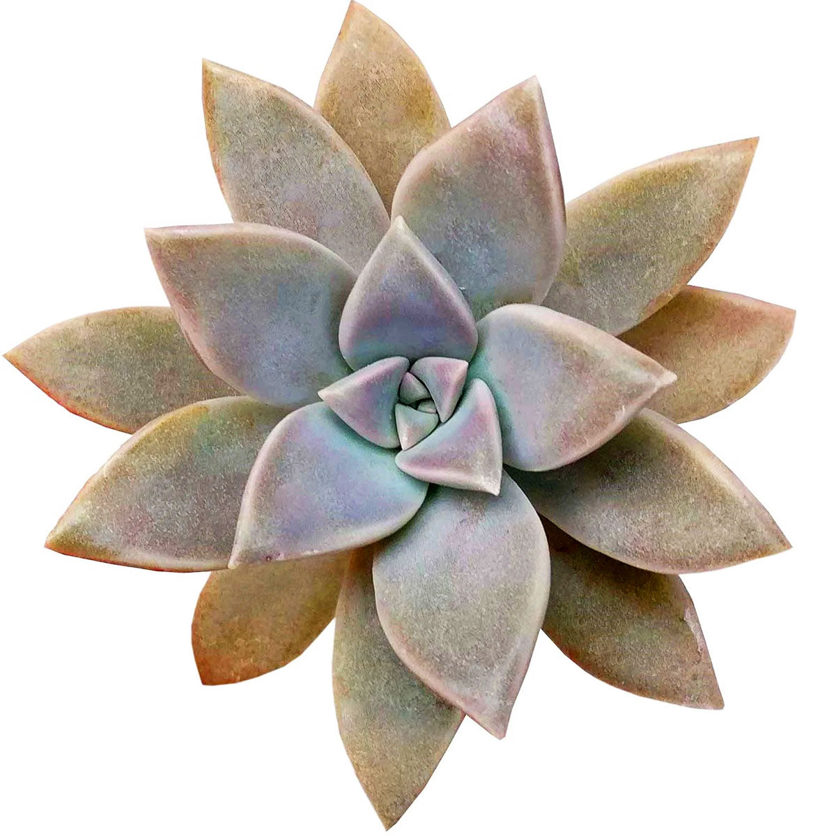 buy ghost plant graptopetalum paraguayense live succulent 2 inch online, trailing rosette form with powdery farina-coated pale blue-green leaves, cascading growth habit, pet safe and drought tolerant, soft pastel opalescent coloring, perfect for boho
