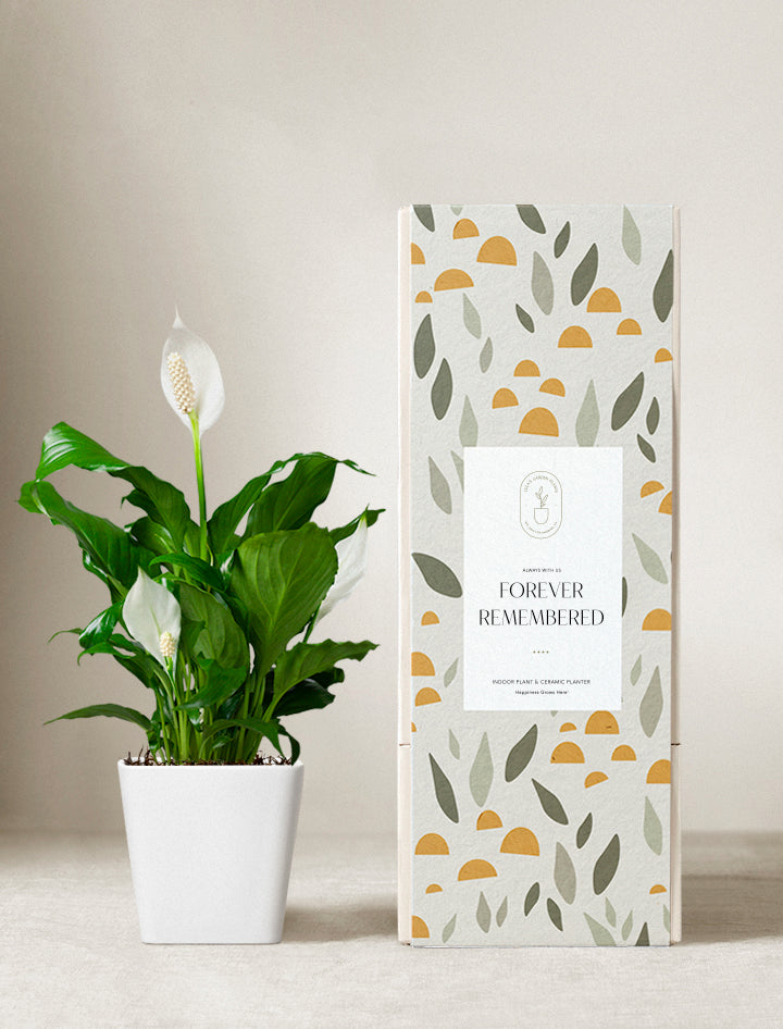Plant in planter next to a gift box.