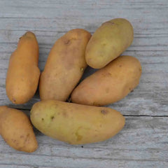 POMME DE TERRE RATTE NT