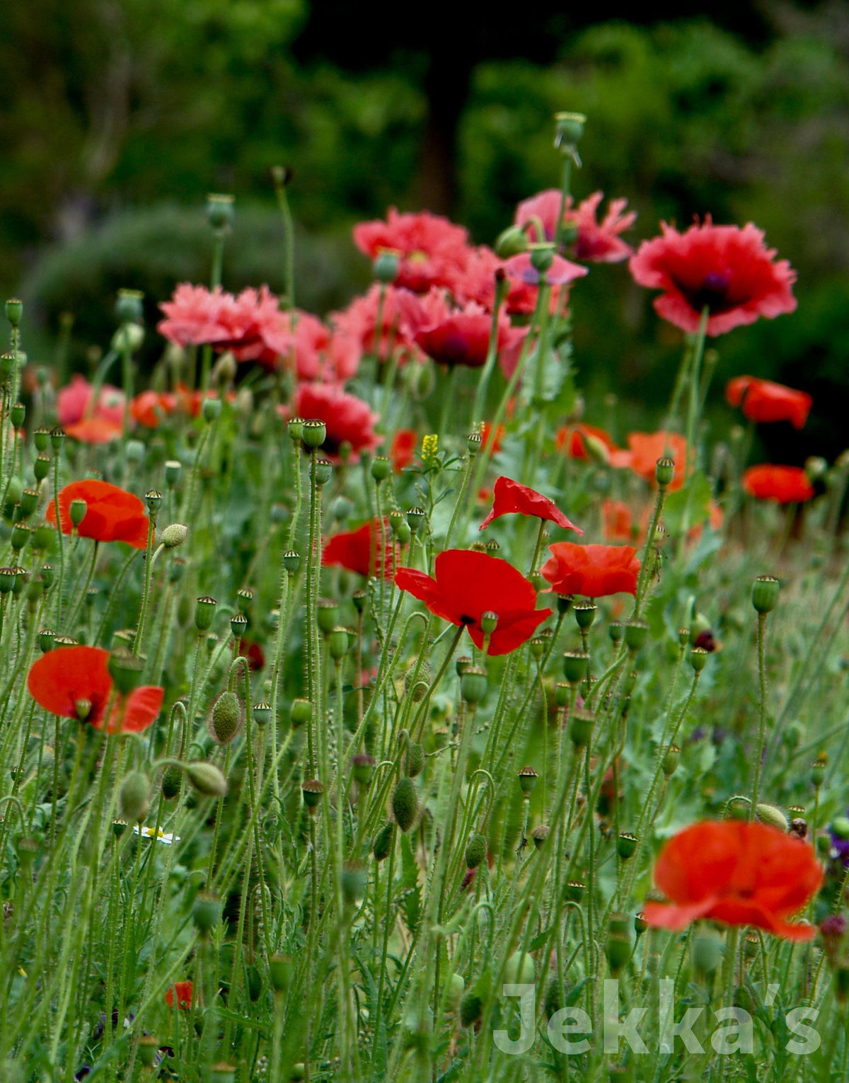 Jekka's: Field Poppy (Papaver rhoeas)