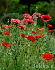 Jekka's: Field Poppy (Papaver rhoeas)