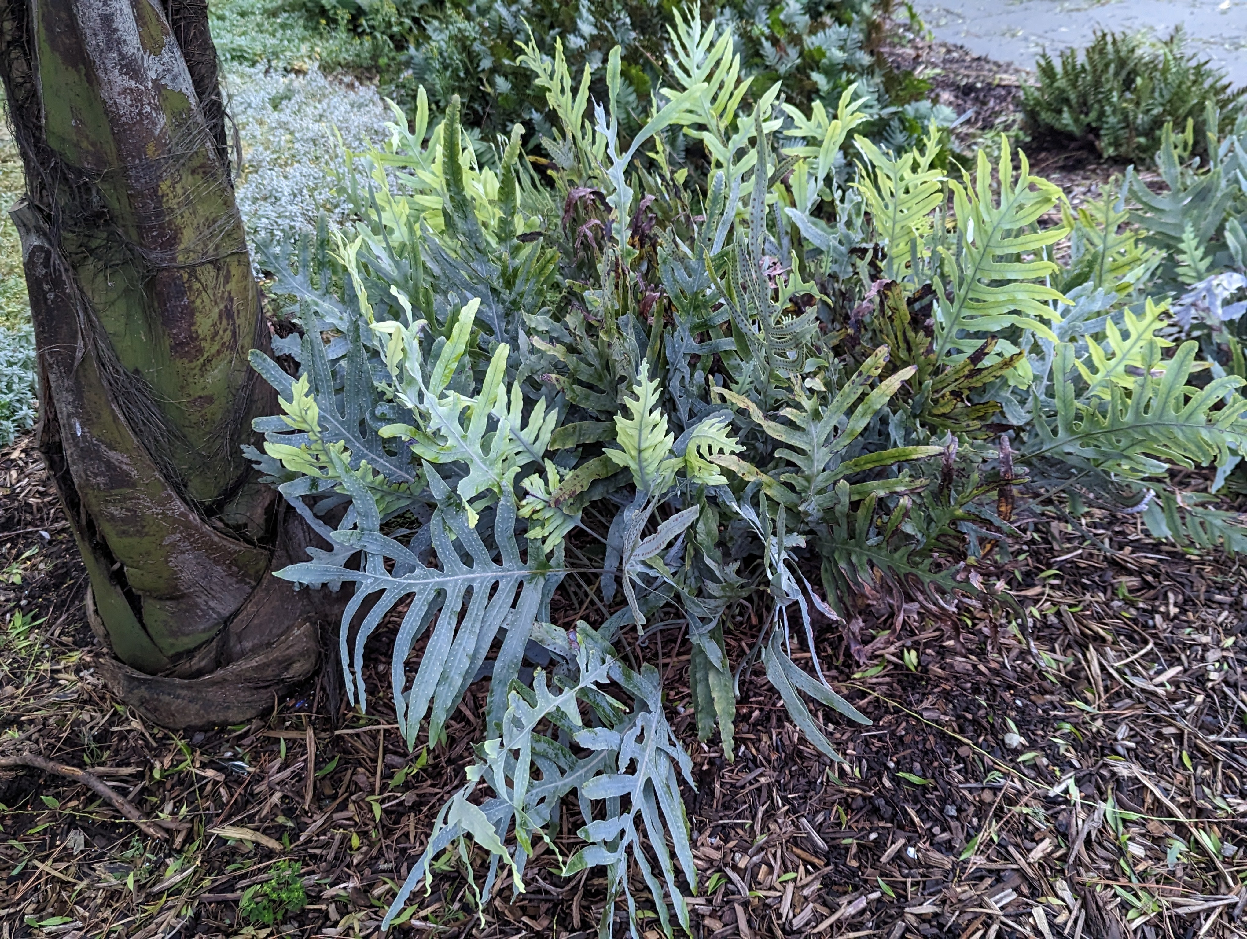 Polypodium (Phlebodium) aureum 'Blue Star'