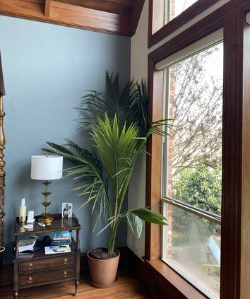 Coconut Palm Tree, Green Malayan Cocos nucifera in brown pot with long arching green fronds