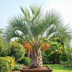 Palmier Abricotier (Butia Capitata)