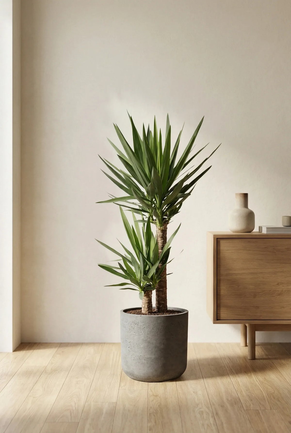 Palmlilie - Yucca Ø:21 H:100 cm Finestgreen