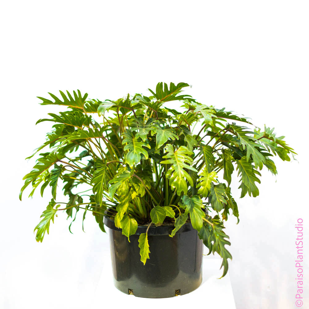 14in Philodendron Xanadu