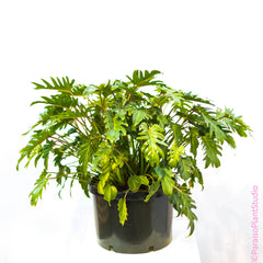 14in Philodendron Xanadu