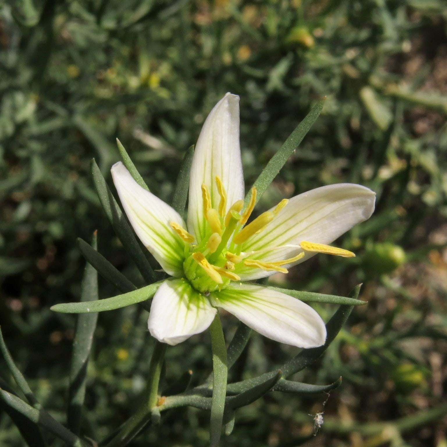 Syrian Rue / Harmel (Peganum harmala)